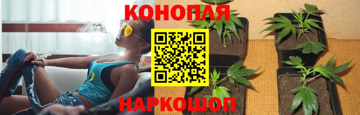 Конопля гибрид  Канабис ГИДРОПОН  Пятигорск  Вход с VPN  Каннабис White Widow 